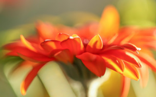Flower macro blurry background camellia - shallow free wallpaper for desktop