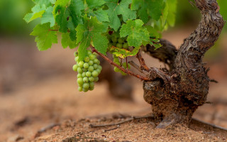 Grapes tree branch field dirt - a bunch of grapes free wallpaper