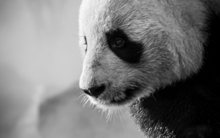 Panda bw face head blurry - animal free wallpaper