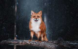 Red fox snow falling illustration - a red fox free wallpaper