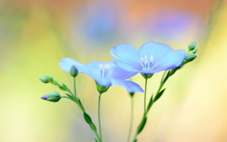 Blue flower macro butterfly blurry - florianne becker free wallpaper