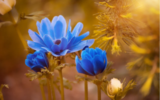 Blue flowers yellow leaves blurry - a close up of a bunch free wallpaper
