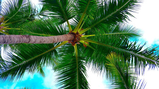Palm tree leaves clouds beach - palm tree free wallpaper