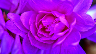 Purple flower water droplets vivid - petal and a blurry background free wallpaper