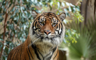 Tiger camera blurry background bokeh - a blurry background of trees and bushes free wallpaper