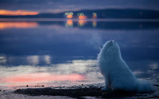 White dog beach ocean night - top of a beach next free wallpaper