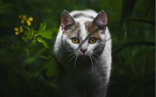 Cat yellow eyes walking field - photorealistic free wallpaper for desktop
