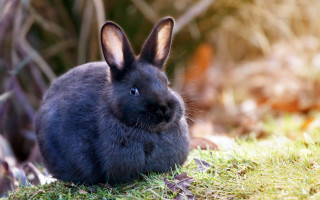 Sad rabbit grass outdoors photorealistic - matte free wallpaper