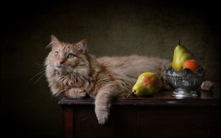 Cat table silver bowl pears - photography free wallpaper