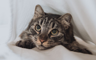 Cat laying on bed white - a white sheet free wallpaper