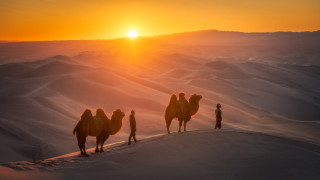 Three camels desert sunset horizon - the desert free wallpaper