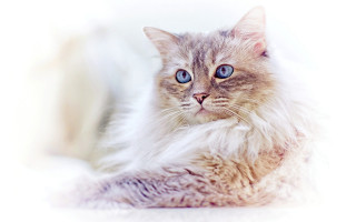 Fluffy blue eyed cat serious - a fluffy cat free wallpaper