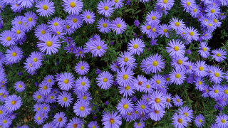 Purple flower field yellow centers - a field of grass and dirt free wallpaper