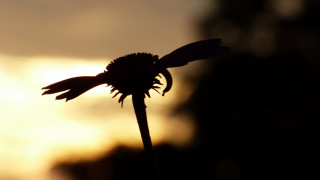 Flower stem sunset clouds macro - cindy wright free wallpaper