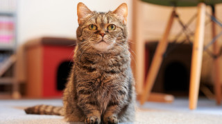 Curious cat floor maya bokeh - curious free wallpaper