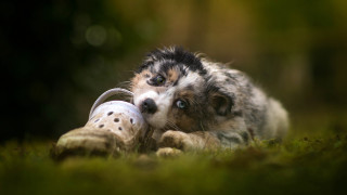 Dog toy muzzle grass portrait - a toy free wallpaper
