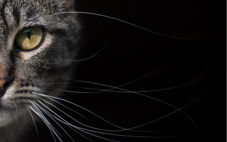 Cat yellow eyes looking distance - photorealism free wallpaper