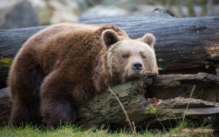 Brown bear log sad wildlife - in the grass free wallpaper