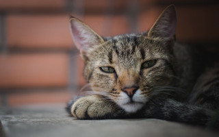 Cat laying on ground brick - its paw free wallpaper