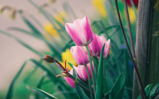 Pink flowers garden yellow background - yellow flower free wallpaper