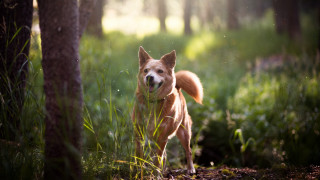 Dog woods smiling tiltshift animal - tongue free wallpaper