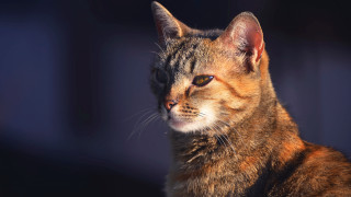 Serious cat black background blurry - its face free wallpaper
