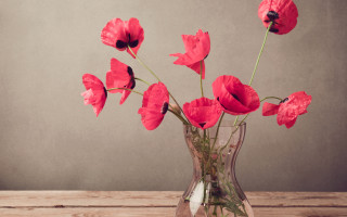 Red rose vase wooden table - a vase free wallpaper