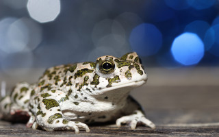Frog wooden floor blurry lights - a frog free wallpaper
