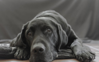 Black dog couch gray blanket - a black dog free wallpaper