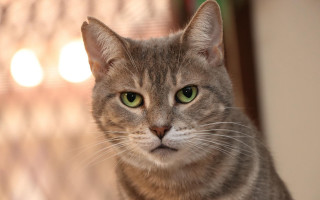 White cat green eyes blurry 4 - angry free wallpaper