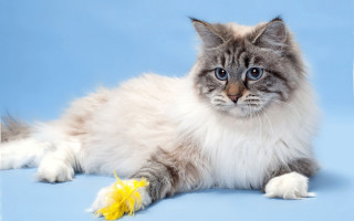 Fluffy cat toy blue background - a toy free wallpaper