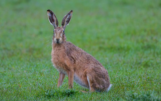 Brown rabbit sad field jigsaw - a jigsaw puzzle free wallpaper for desktop