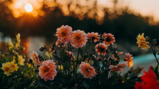 Flowers vase autumn sunset blurry - a vase free wallpaper