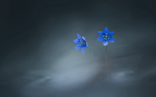 Blue flower butterfly cloud dark - artur tarnowski free wallpaper