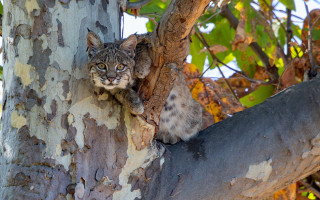 Cat tree side yellow eyes - its head free wallpaper