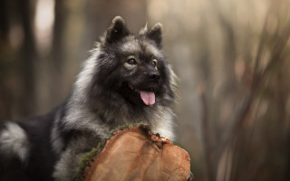 Dog wood forest animal photography - a piece of wood free wallpaper