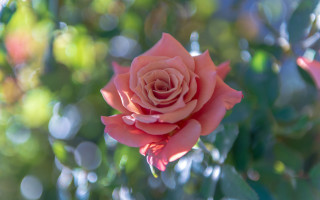 Pink rose garden bokeh shallow - a blue sky background free wallpaper