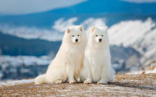 White dogs snowy hill mountains - bourgeoi free wallpaper