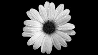 White flower water droplets black - petal free wallpaper