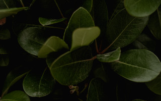 Green leafy plant white flower - a green leafy plant free wallpaper