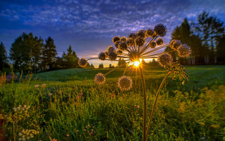 Flower field sunset nature lens - sunset free wallpaper