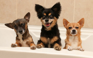 Three small dogs in bathtub - christopher williams free wallpaper