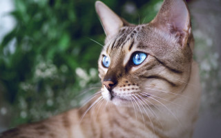Blue eyes cat outdoors nature - the foreground free wallpaper