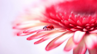Ladybug pinkflower whitepetals macroblur bouquet - white petal free wallpaper