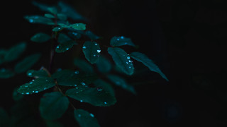 Green plant water droplets macro 14 - the dark night time free wallpaper