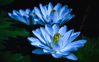 Blue flower group green leaves - chang daichien free wallpaper