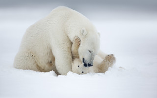 Polar bear cub playing in - polar free wallpaper