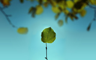 Leaf blue sky macro bokeh - a single leaf free wallpaper