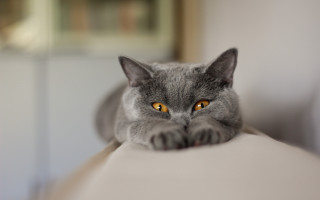 Black cat couch yellow eyes - the arm of the couch free wallpaper