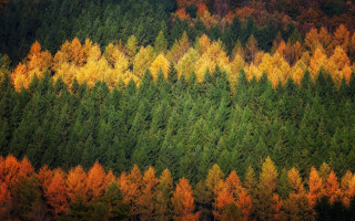 Autumn forest leaves fire campfire 2 - lot of trees free wallpaper